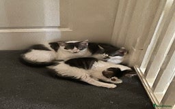 Mixed Breed cats for sale: Cute kittens looking for loving home  - Image 5