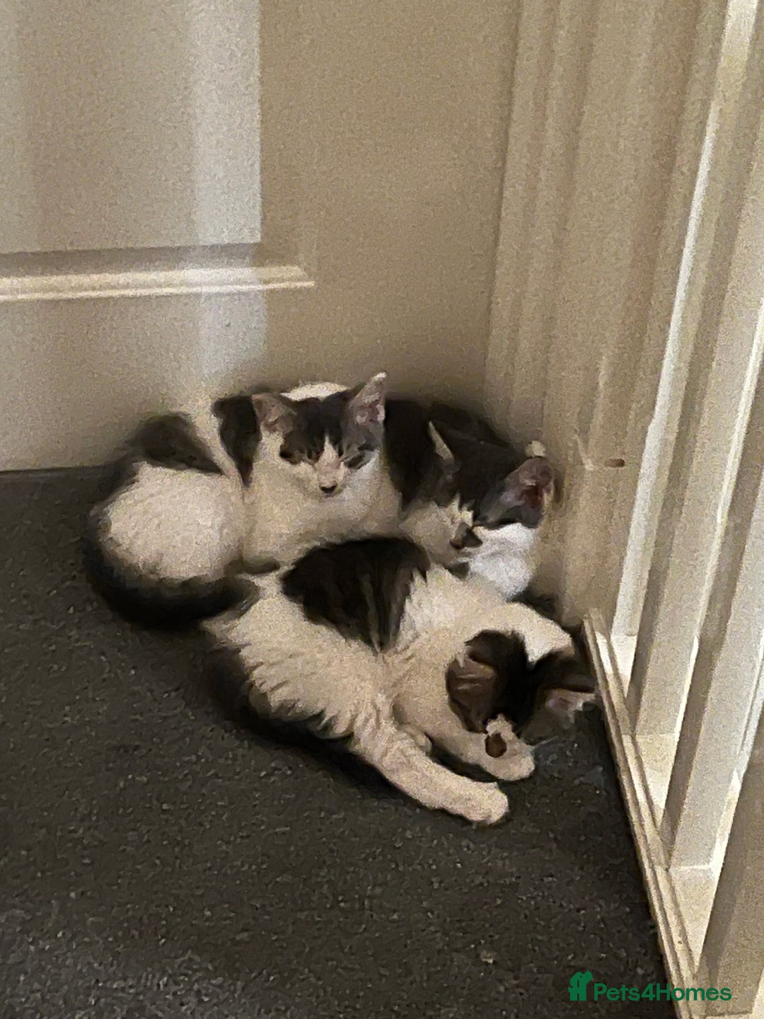 Mixed Breed cats for sale: Cute kittens looking for loving home  - Image 5