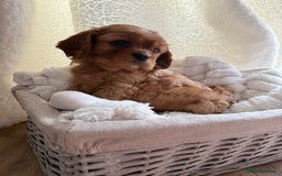 Cavalier King Charles Spaniel dogs for sale: ONE RUBY BOY LEFT Cavalier King Charles  - Image 24