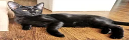 Mixed Breed cats for sale: Gorgeous, playful & affectionate kittens - Advert 16