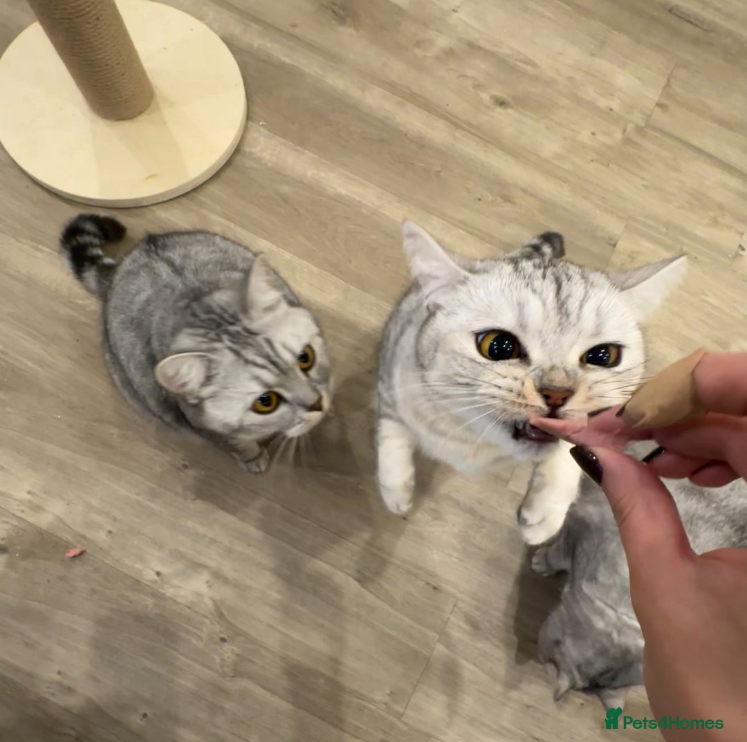 British Shorthair cats for sale: 2x British Shorthair - Advert 6