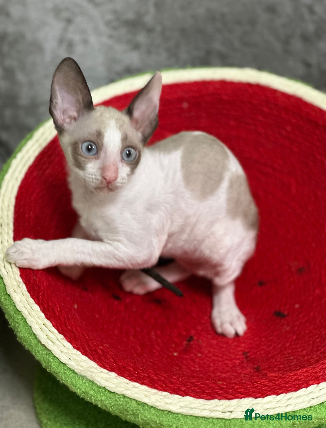 Cornish Rex cats for sale: 🌟Cornish Rex Kittens — Blue Eyes, Champion Line🌟 - Advert 16