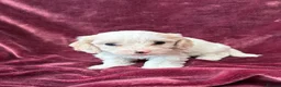 Cavachon dogs for sale: Gorgeous F1 Cavachon’s  - Advert 7