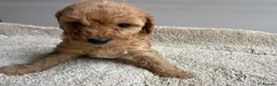 Cavapoo dogs for sale: 🐶Gorgeous gold&white cavapoos🐶 - Advert 14