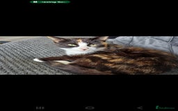 Mixed Breed cats for sale: 2 beautiful female cats - Image 4
