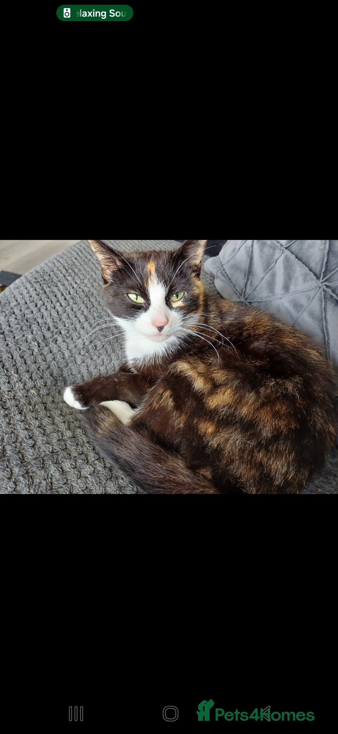 Mixed Breed cats for sale: 2 beautiful female cats - Image 4