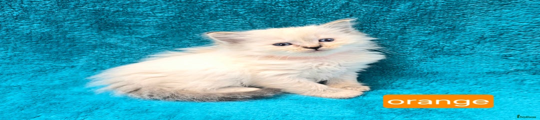 Ragdoll Kitten Orange