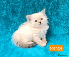 Ragdoll cats - Advert 1