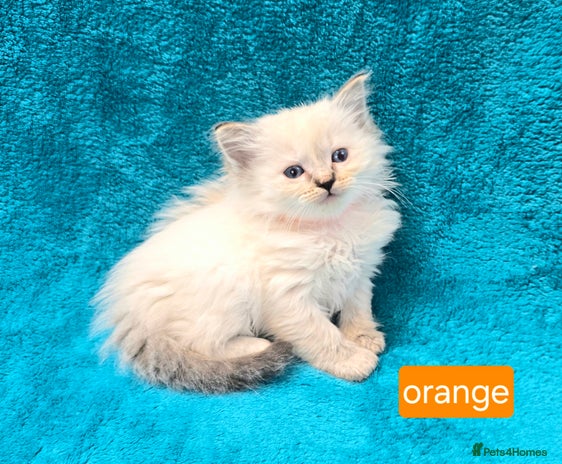 Ragdoll cats - Advert 16