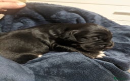 Cocker Spaniel dogs for sale: 6 beautiful working cocker spaniels  - Image 10