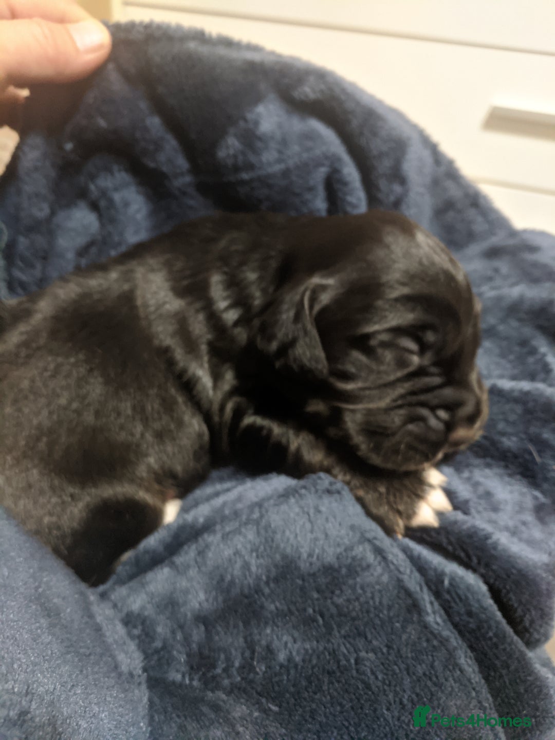 Cocker Spaniel dogs for sale: 6 beautiful working cocker spaniels  - Image 10