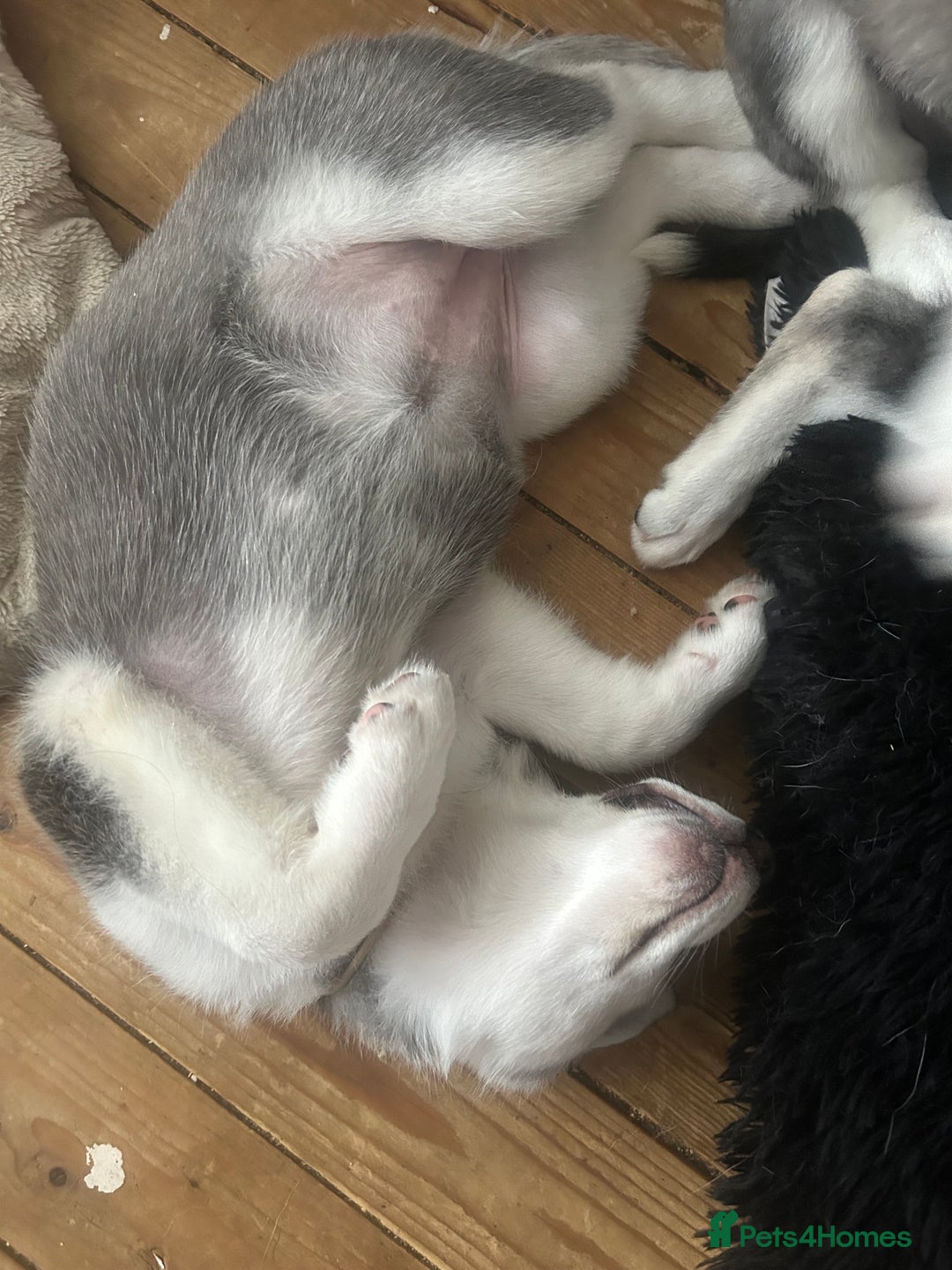 Siberian Husky dogs for sale: Lovely husky puppies, ready for new homes on 25/8 - Image 29