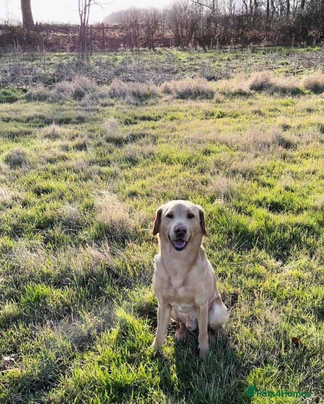 Labrador Retriever dogs for sale: KC Registered Labrador Retriever Bitch Puppy✨ - Advert 9