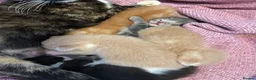 Mixed Breed cats for sale: Gorgeous Kittens Ready For Reserving  - Advert 10