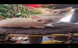 Mixed Breed cats for sale: kittens - Image 26