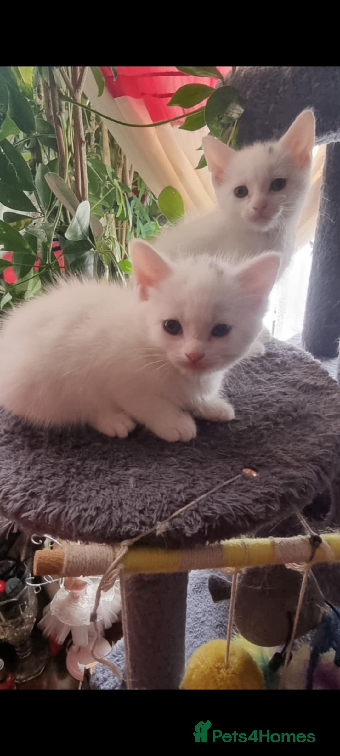 Mixed Breed cats for sale: kittens - Image 26