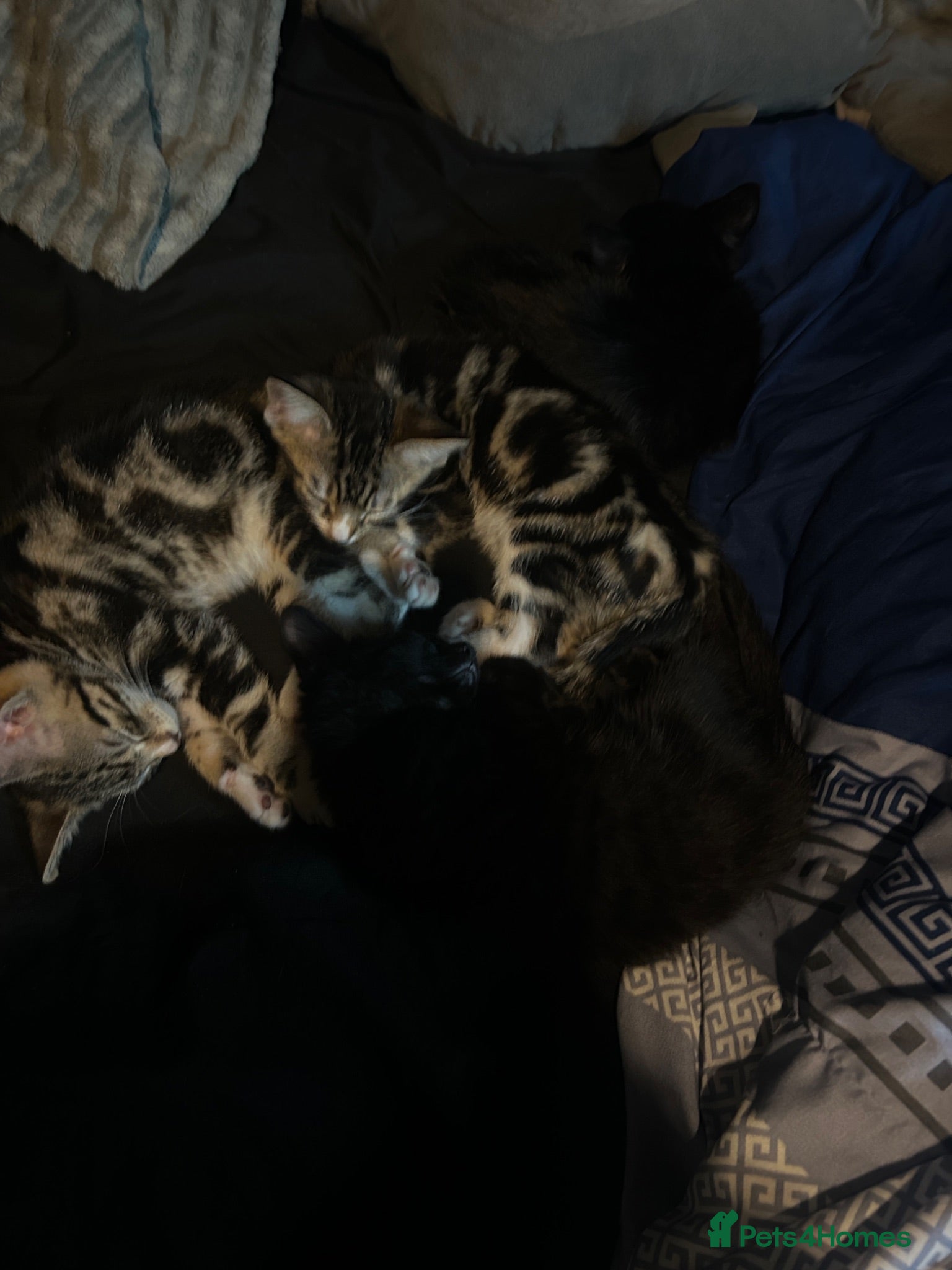 Mixed Breed cats Kittens for sale!! - Advert 1