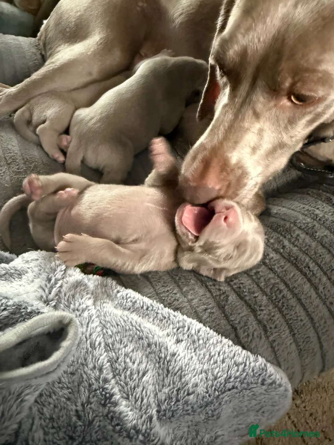 Weimaraner dogs for sale: Weimaraner puppies  in Oxford - Advert 2