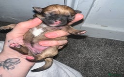 Mixed Breed dogs for sale: Shih tzu x Bichion  - Image 17