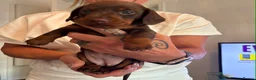 Miniature Dachshund dogs for sale: Two beautiful miniature Dacshund chocolate girls in Glasgow - Advert 3