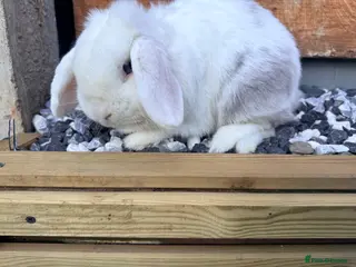 Mini Lop rabbits Rabbit for sale - Advert 8