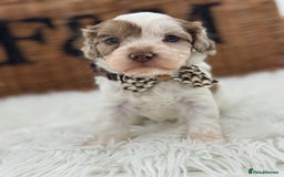 Cavapoo dogs for sale: Mini F1 Cavapoos Exstensively Health Testec  - Image 15