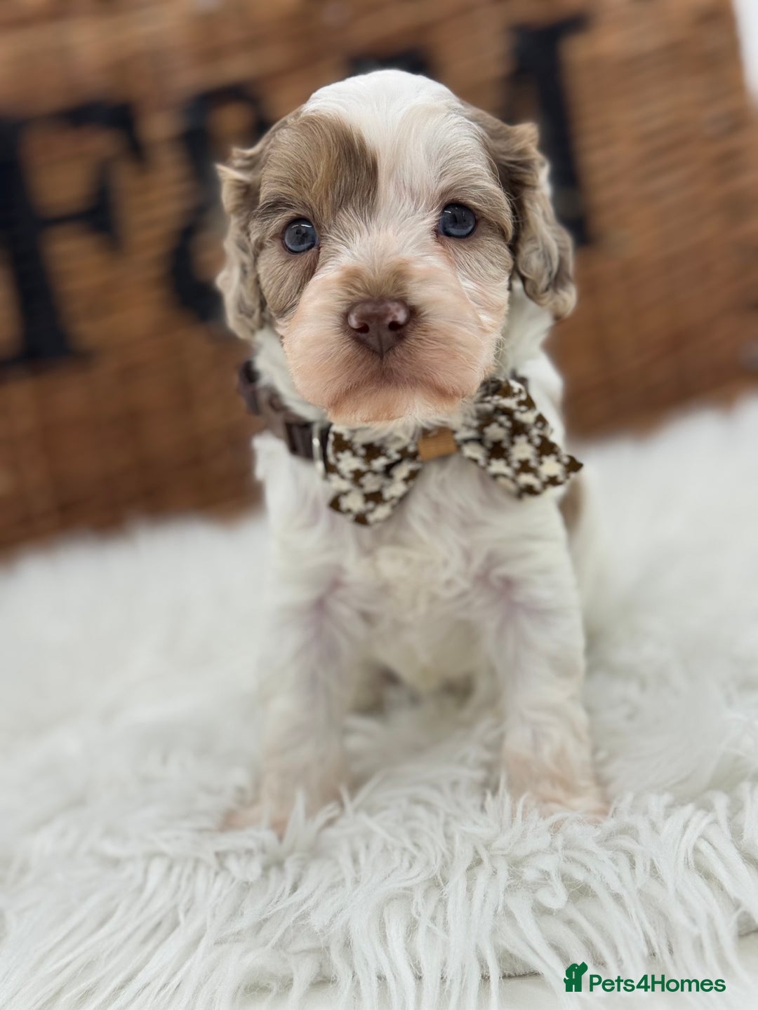 Cavapoo dogs for sale: Mini F1 Cavapoos Exstensively Health Testec  - Image 15