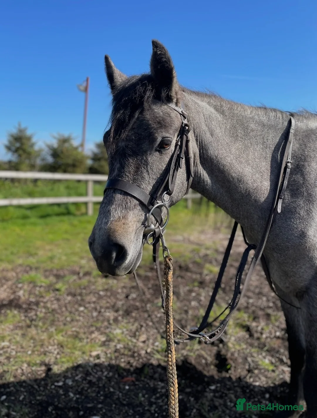 Connemara horses for sale: Poppy  - Advert 1
