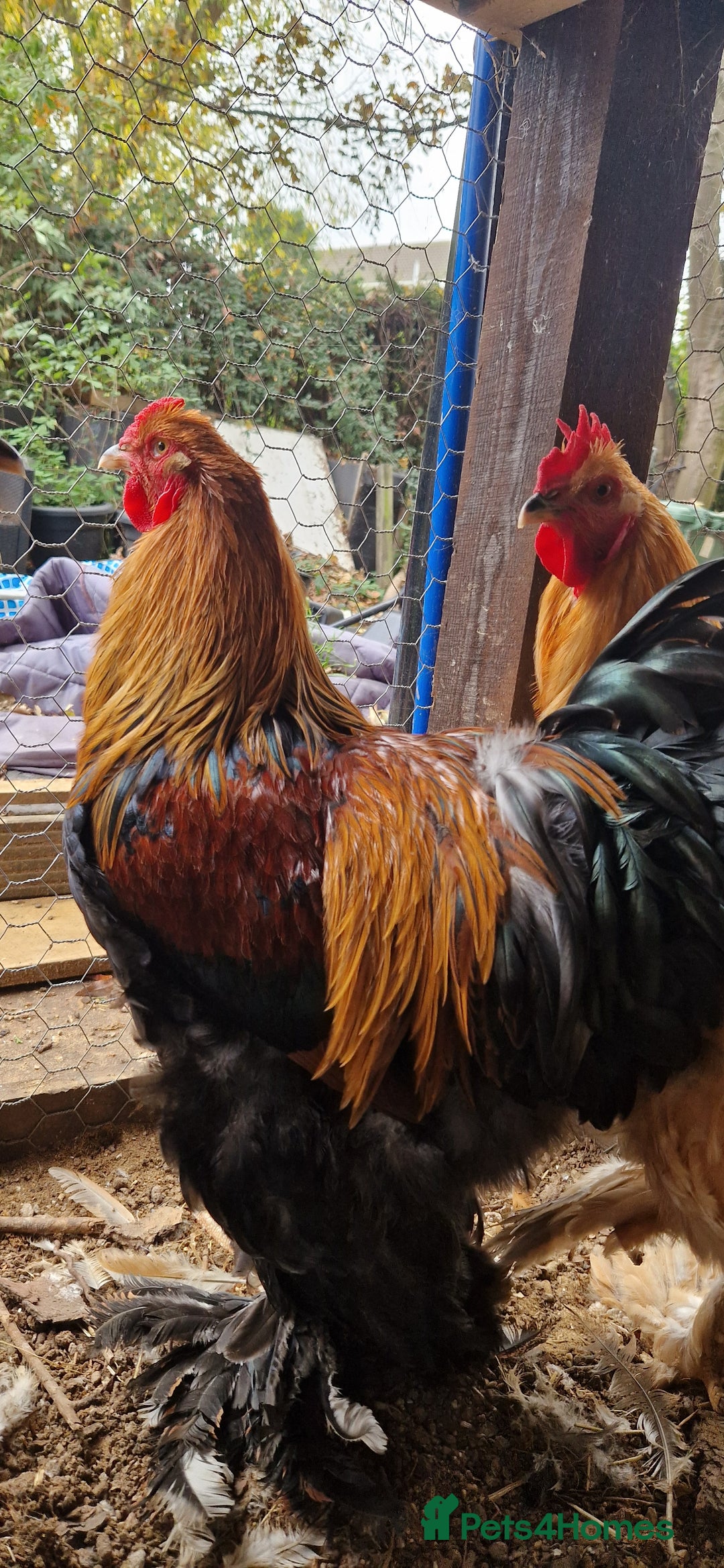 Chickens poultry for sale: Brahma Cockrels for sale  - Image 5