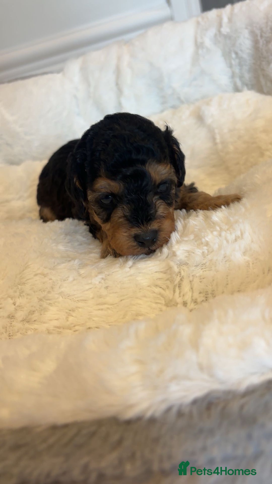 Cockapoo dogs for sale: Toy miniature cockapoo puppy’s  - Image 20