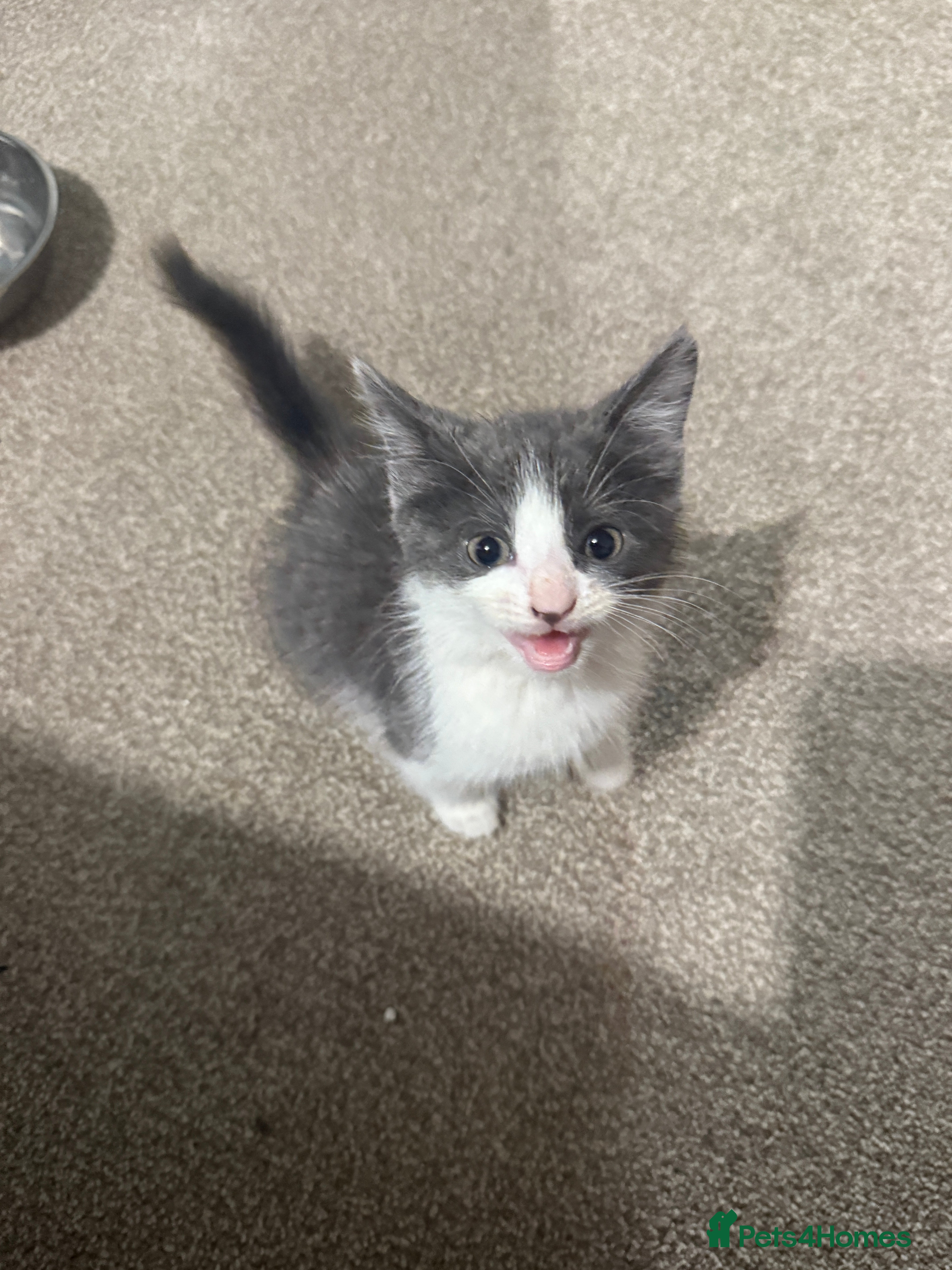 Mixed Breed cats Jackk - Advert 9