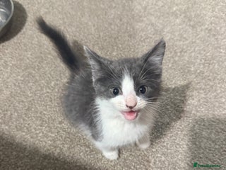 Mixed Breed cats Jackk - Advert 7