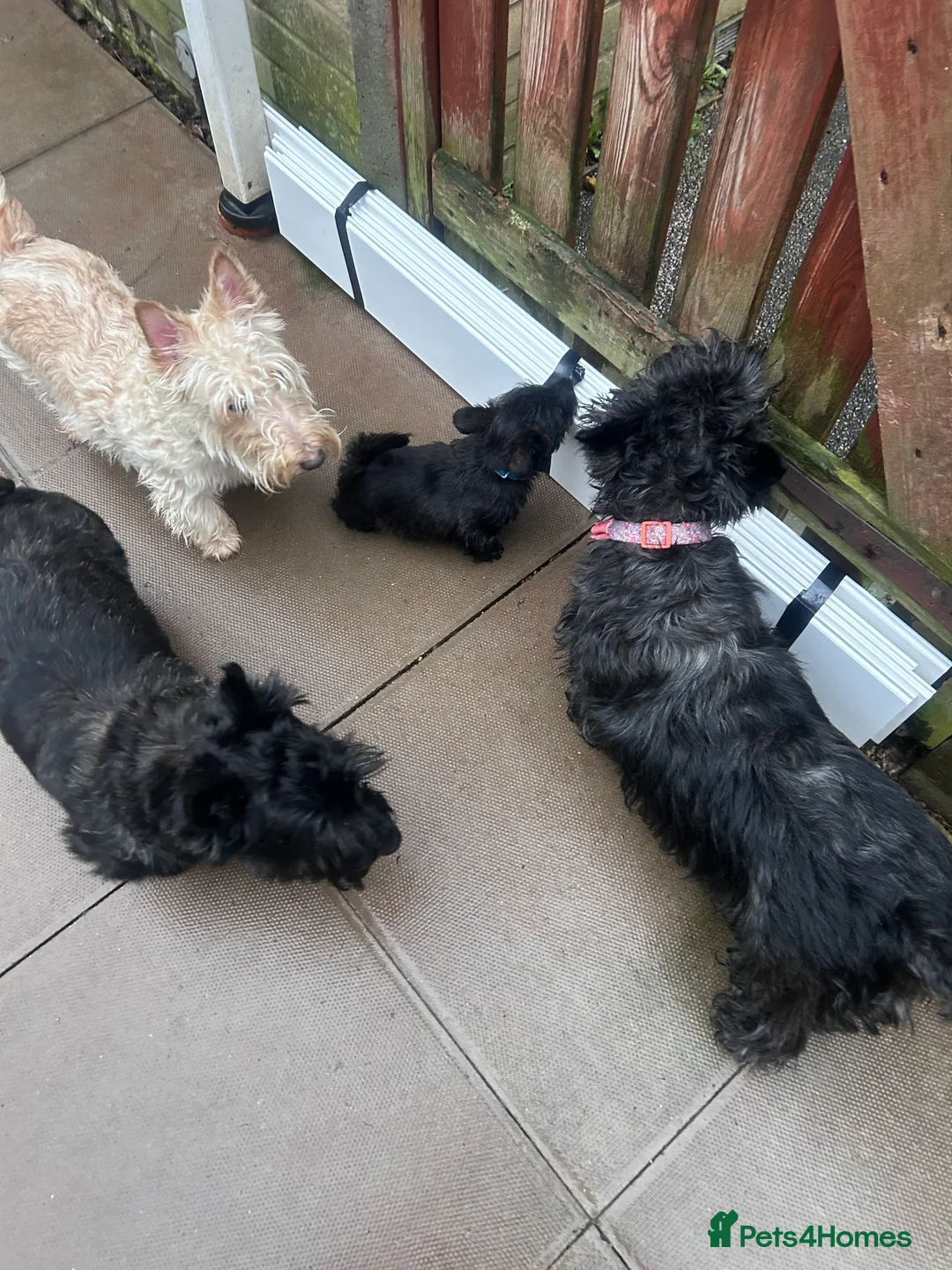 Scottish Terrier dogs for sale: Scottie Bitch in Chatteris - Advert 1