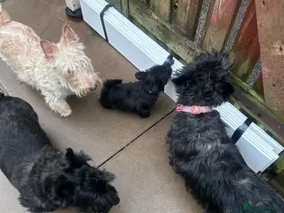Scottish Terrier dogs Scottie Bitch in Chatteris - Advert 5