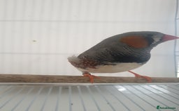 Finches birds for sale: 6 Show Quality Zebra Finches for Sale  - Image 3