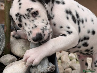 Dalmatian dogs Dalmatian puppies KC registered last 3 remaining - Advert 10