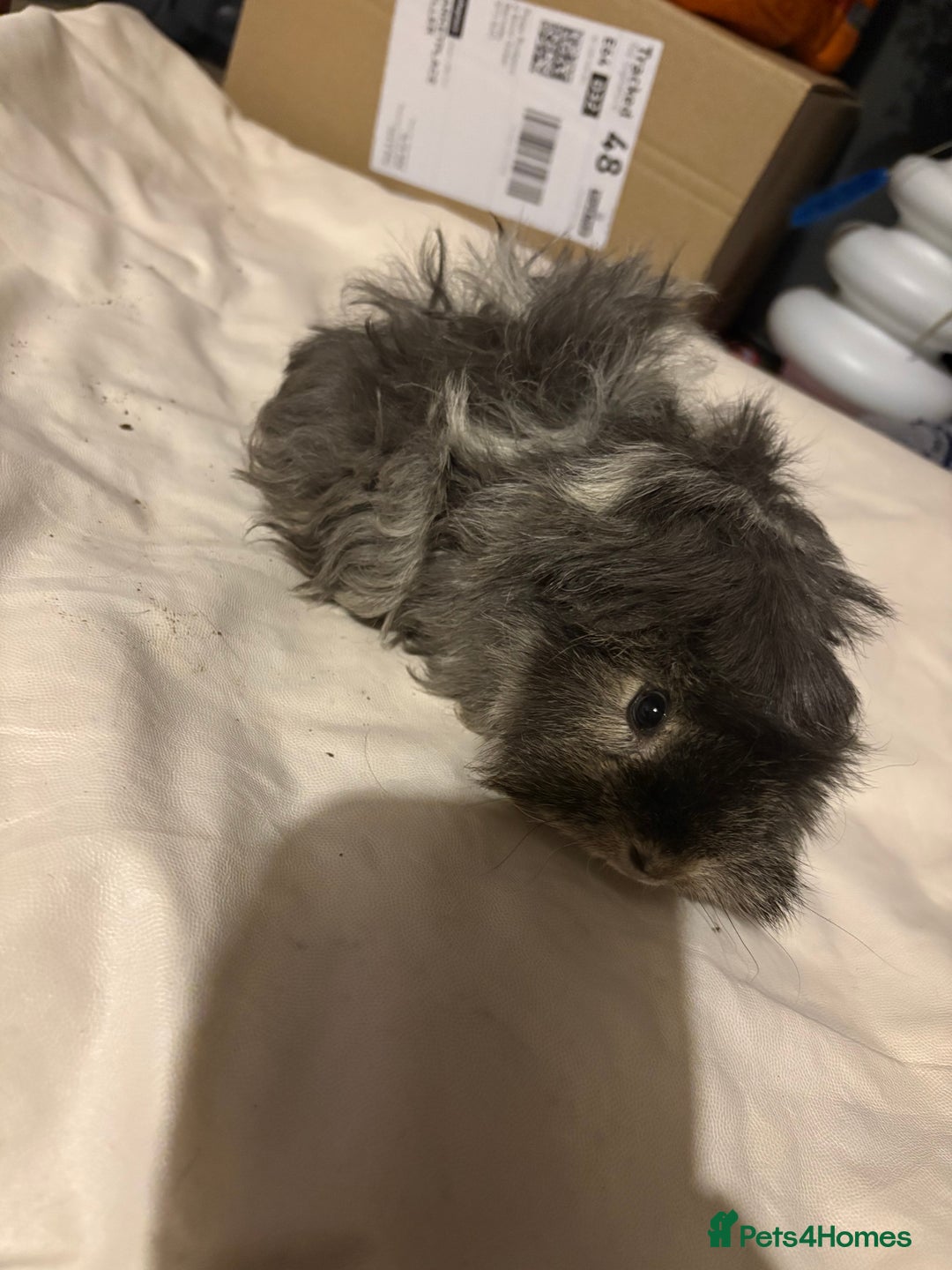 Guinea Pig rodents for sale: 4 female and 2 male guinea pigs for sale - Advert 3