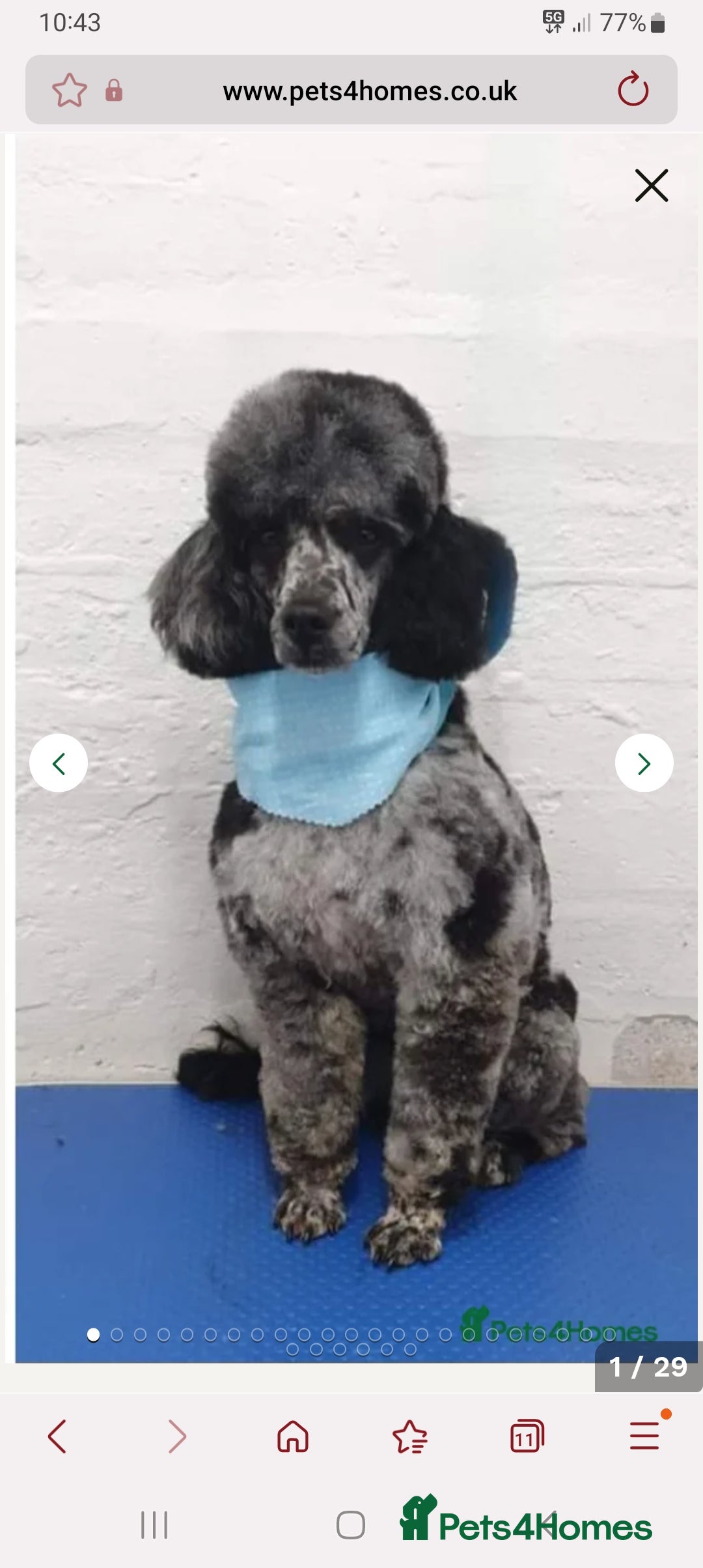 Cockapoo dogs for sale: Outstanding cockapoo puppies hereditary clear  - Advert 3