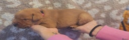 Labrador Retriever dogs for sale: KC Fox Red Labrador Puppys - Advert 21