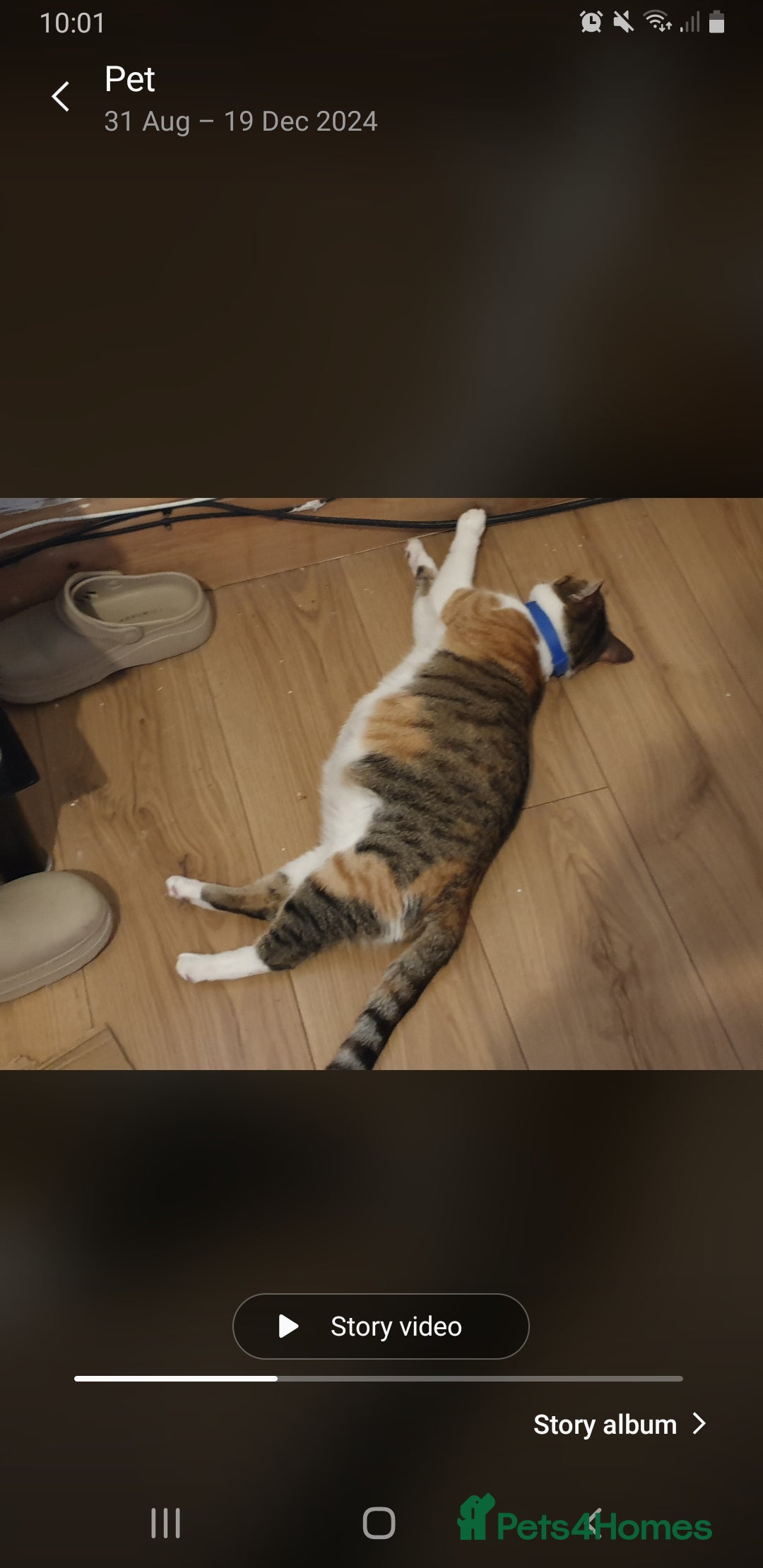 British Shorthair cats for sale: Four cross breed cuties. - Advert 20