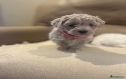 Maltipoo dogs for sale: Stunning Maltipoos wanting forever homes  - Image 6