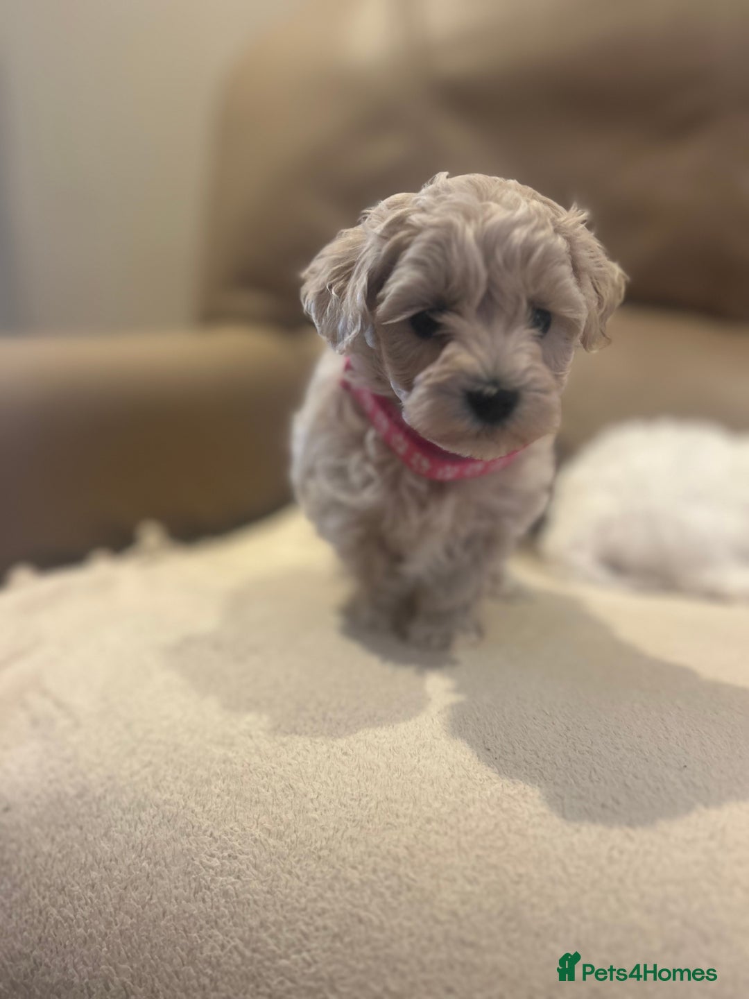 Maltipoo dogs for sale: Stunning Maltipoos wanting forever homes  - Image 6