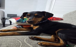 Mixed Breed dogs for sale: Beautiful Cocker Spaniel x Miniature Pinscher Girl - Image 4
