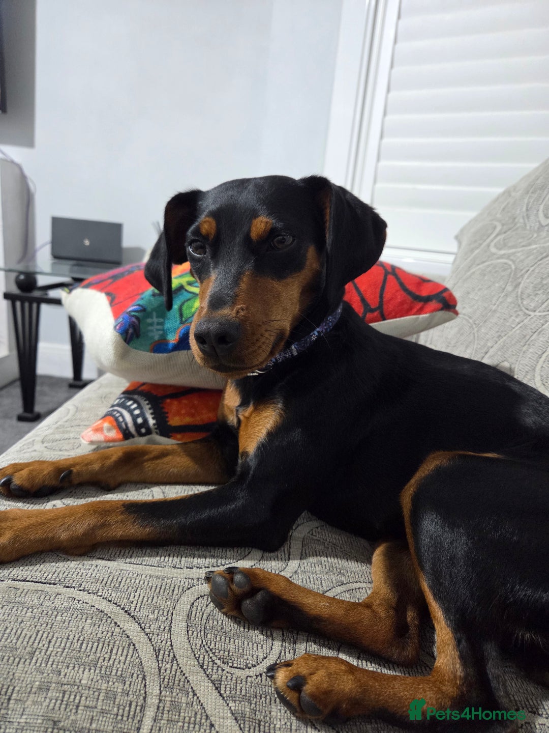 Mixed Breed dogs for sale: Beautiful Cocker Spaniel x Miniature Pinscher Girl - Image 4