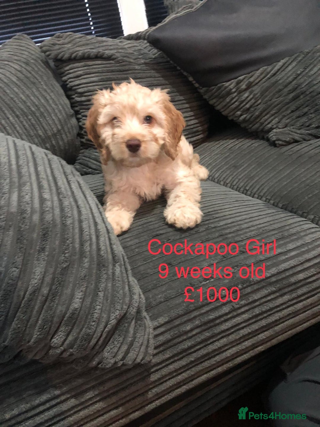 Cockapoo dogs for sale: Cockapoo  - Image 2