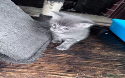 Maine Coon cats for sale: READY NOW Maine coon kittens  - Image 21