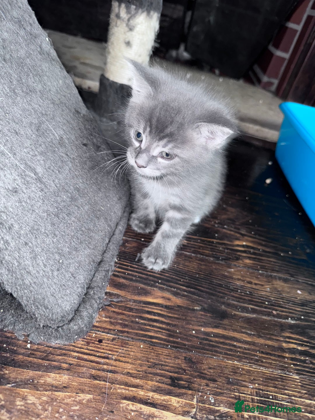 Maine Coon cats for sale: READY NOW Maine coon kittens  - Image 21