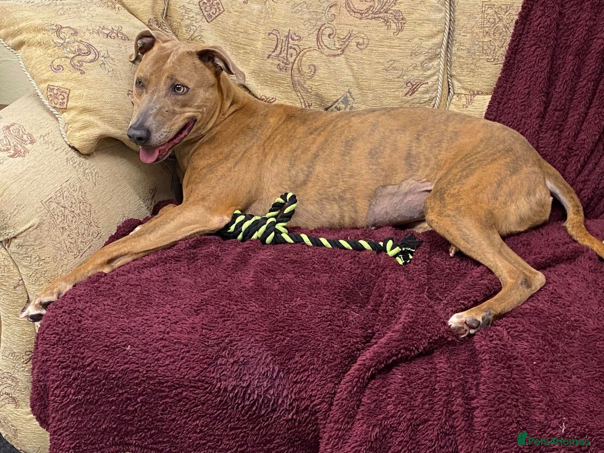 Mixed Breed dogs for adoption: Beautiful Sadie  - Advert 1
