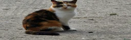 Mixed Breed cats for sale: Farm Kittens - Advert 2