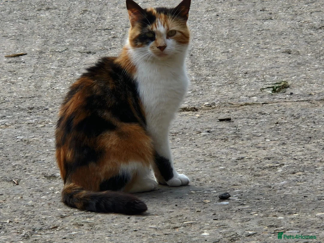 Mixed Breed cats for sale: Farm Kittens - Advert 2